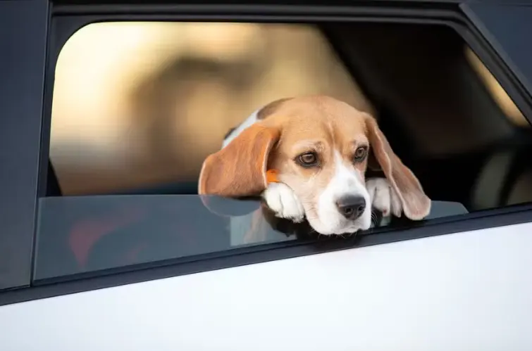 Quais as regras para transportar pet no carro? Veja o que diz a lei