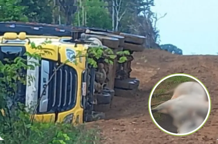 Caminhão boiadeiro tomba perto de Candeias do Jamari e deixa gado morto; motorista escapou ileso