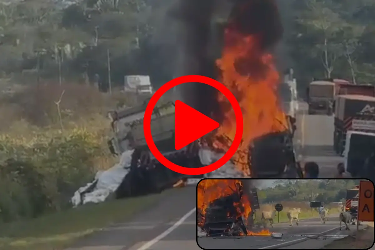 Homem arrisca a própria vida para libertar bois de carreta em chamas na BR-364