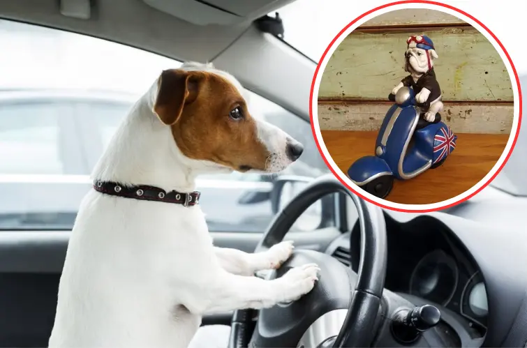 Transportar pet solto no carro ou em cima da moto gera multa e pontos na CNH