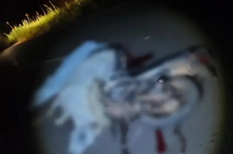 Adolescente morre após colidir com animal na Rodovia do Boi, em Corumbiara interior de Rondônia 