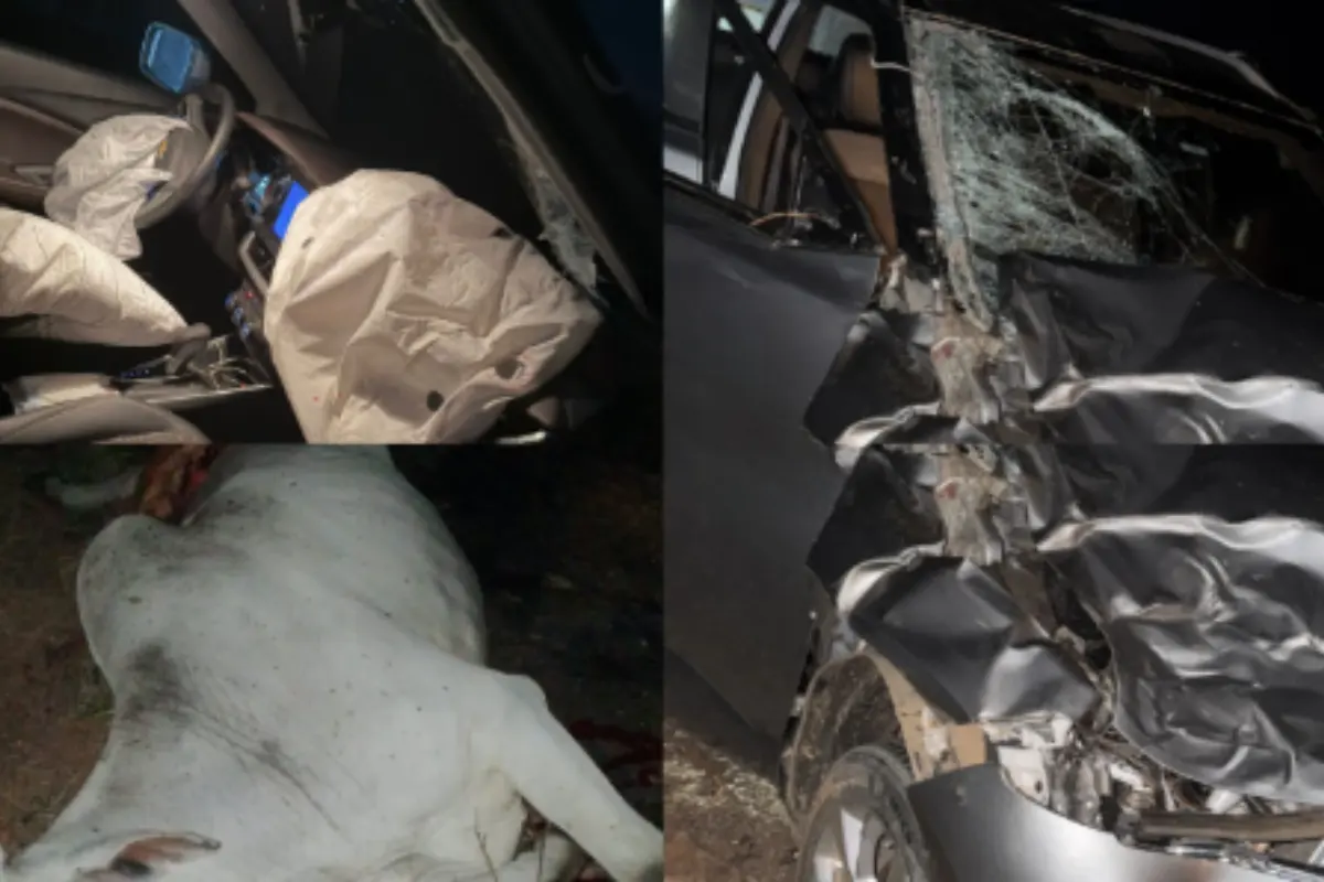 Candidato a deputado sofre acidente após Festa do Leite e carro atropela vaca