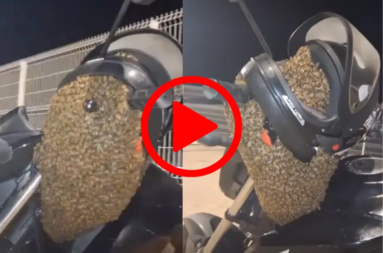 Enxame de abelhas cobre motocicleta e surpreende proprietário após parada migratória