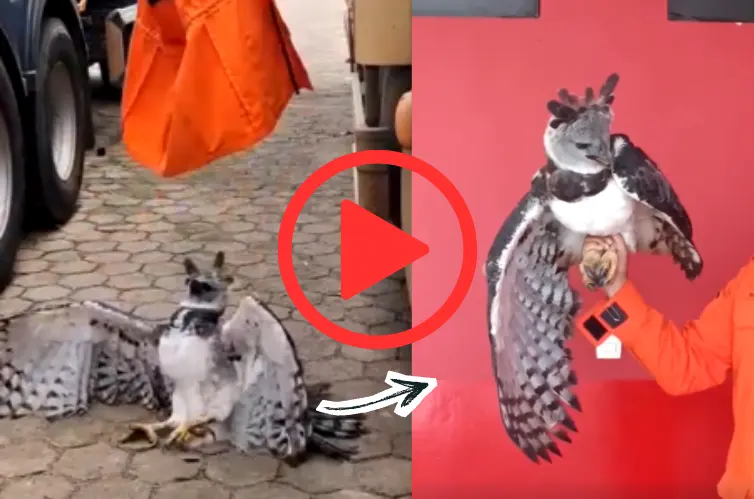 Harpia é resgatada pelos bombeiros após ser encontrada presa em caminhão em Ariquemes, Veja vídeo 